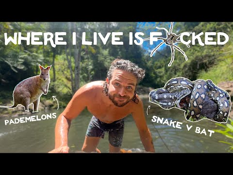 Everyday life living in the Australian rainforest 