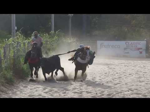 Cavalo appaloosa correndo vaquejada