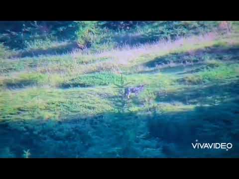 ANDREA FRAPPORTI LUPO a CACCIA di MARMOTTE CATENA MONTUOSA MONTE BALDO TRENTINO e VERONESE