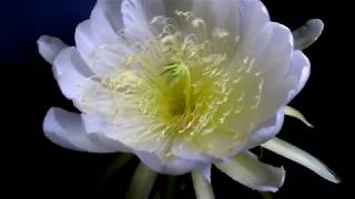 Pitaya Amarela do México em floração