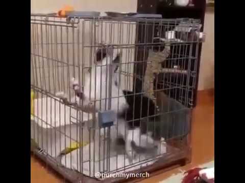 ▀▄▀▄ 𝓚𝓲𝓽𝓽𝓮𝓷 𝓢𝓹𝓲𝓷 𝓒𝔂𝓬𝓵𝓮 ▀▄▀▄ ➯ yet another interstellar meme | ♛purchmymerch♛ 🅼🅴🅼🅴 #Short