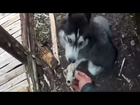 Rainy Wilderness Survival: Camping with Man's Best Friend