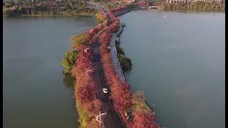 姹紫嫣紅的肇慶