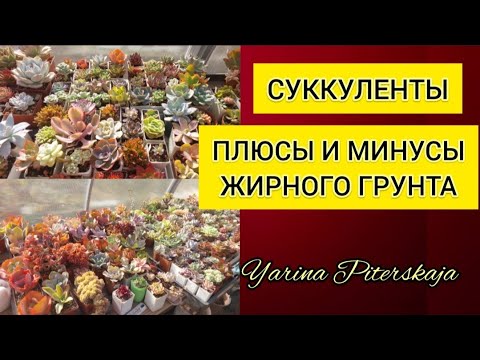 Суккуленты. Плюсы и минусы жирного грунта.