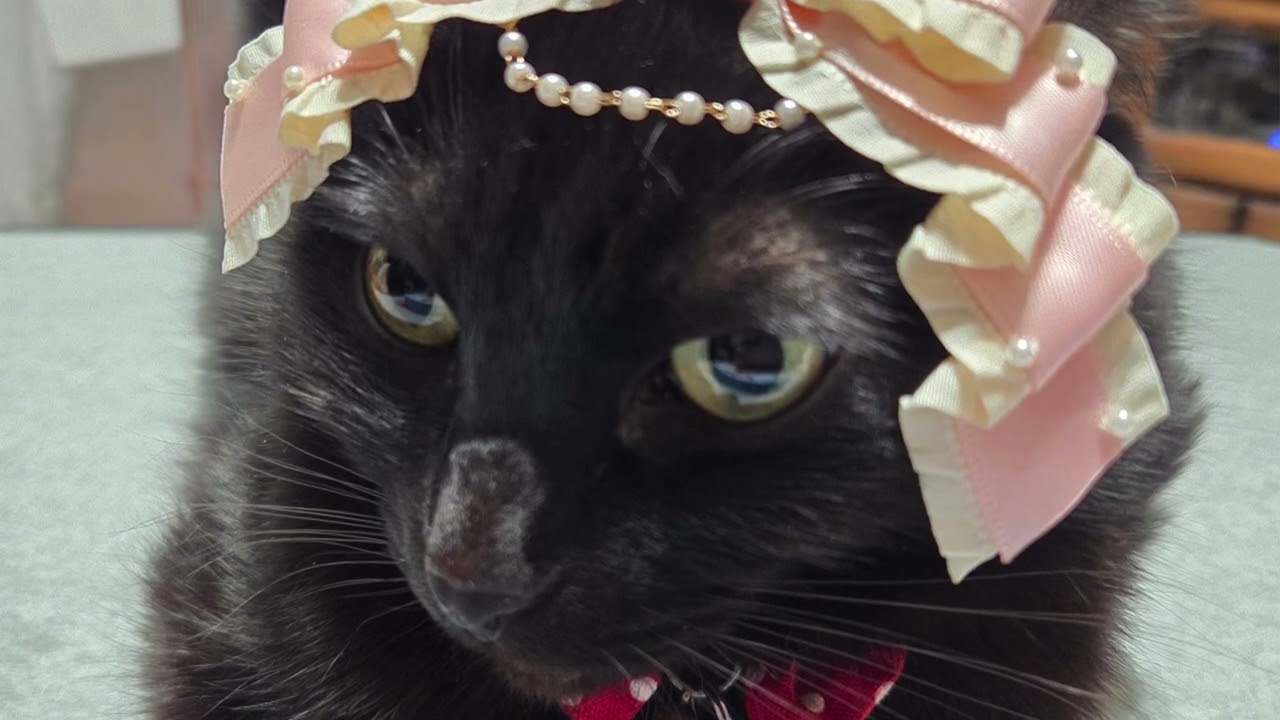 【猫動画】2026年！新春かわいいニャンコ動画！〜にゃんともパレード〜#猫動画#猫#446