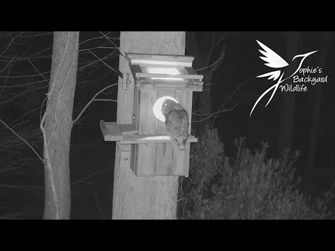 Barred owl vocals while nesting