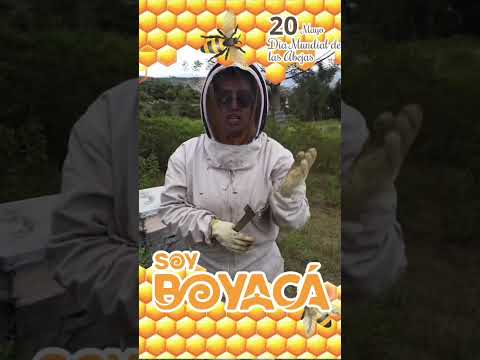 #DíaMundialdelasAbejas🐝 invitamos a cuidar estos pequeños seres que aportan la biodiversidad 🌎