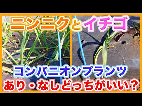 イチゴとどんな花やハーブを組み合わせるか