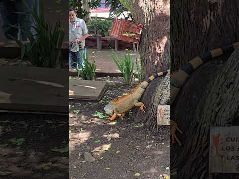 La iguana mas grande de santiago de maria, usulutan...