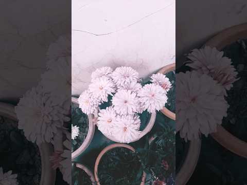 ###Flower Gellery ###