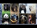 Bear Sounds All Bear Sounds And Vocalizations