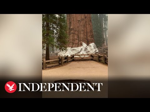  العرب اليوم - تغطية أكبر شجرة في العالم بورق الألمنيوم لحمايتها من النيران