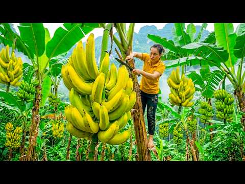 40 Days Harvesting Giant Mutant Bananas, Cooking and Selling at Market | Rural Life