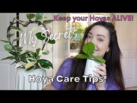 My Complete Hoya Care Guide | Secret Tips and Tricks! | How to Keep Your Hoya Plant Alive!