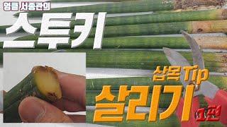 스투키 살리기 제1화 