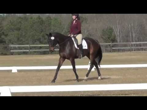 Gregg BN Dressage