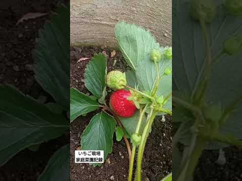 庭で育てるのに最適なイチゴの品種は何ですか?  庭園