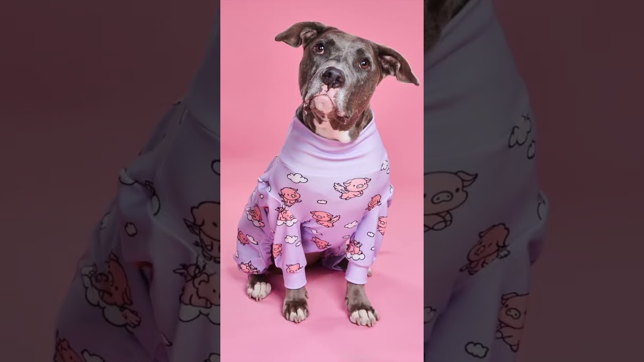 Enlarge Sara, a ADOPTABLE mixed breed in Burbank, CA video 6/6
