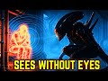 How Xenomorphs Hunt Without Eyes The Alien S Unbelievable Targeting Explained