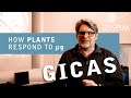 How Plants respond to µg - GICAS