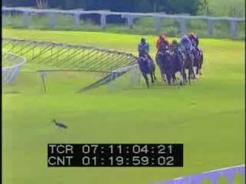 17 December 2017 Borrowdale Park race 5