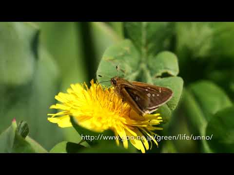 ミヤマチャバネセセリ　Pelopidas jansonis　in my Gaarden