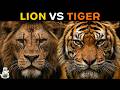 Can A Lion Beat A Tiger In A Fight