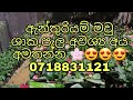 ඇන්තුරියම් මවු ශාක පැල අවශ්‍ය අය අමතන්න 🌸😍😍😍0716642829 video no.2