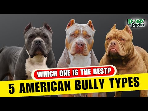 5 Different Types Of American Bully - Which One Is Yours?