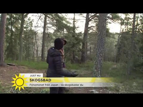 Vi testar nya trenden skogsbad: ”Man blir gladare, mer kreativ och får lättare att koncentrera sig”