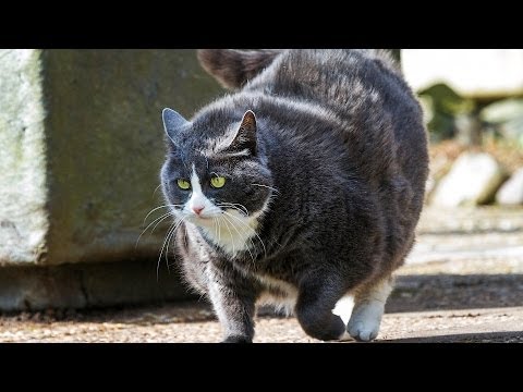 How to Help Your Cat Lose Weight | Cat Care