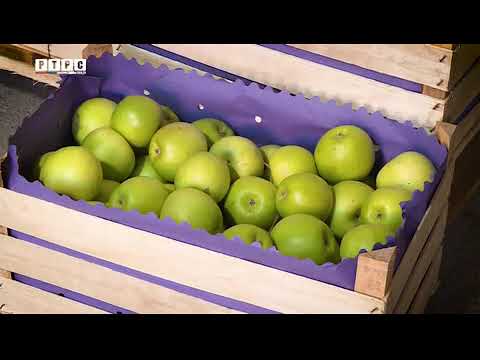 download lagu mp3 mp4 Jabuka Granny Smith, download lagu Jabuka Granny Smith gratis, unduh video klip Jabuka Granny Smith