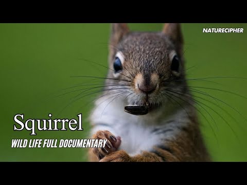 The Hidden World of Squirrels: Survival, Intelligence, and Adaptation #wildlife #squirrel