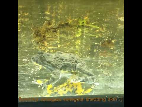 Bombina Variegata shedding skin