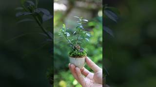 春の手入れ ツゲのおちょこ豆盆栽  #bonsai #庭作業 #盆栽 #ガーデニング