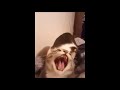 Cat Bites Other Cat Compilation