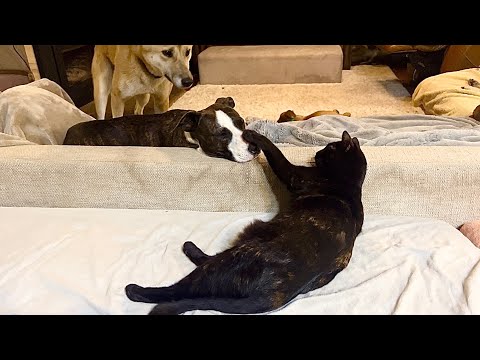 Staffy Dog and Cat Best Friends | Dingo Digs Under Gate | Laying Turf Small Projects