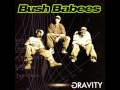 Bush Babees Gravity