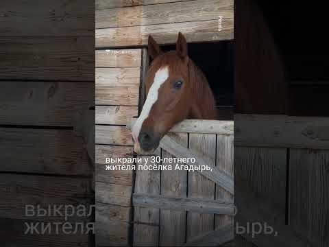 , title : 'Арабского скакуна зарезали на согым в Казахстане'