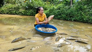 Harvesting a giant fish pond goes to the market sell - Grilled fish | Ly Thi Tam