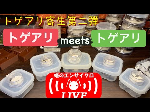 , title : '"トゲアリ寄生第二弾！〜トゲアリmeetsトゲアリ〜”【蟻のエンサイクロLIVE！！】Watching & Keeping Ants ~Live streaming~ 2020.10.12'