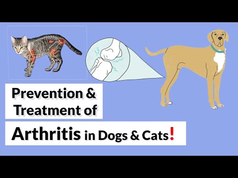 Prevention & Treatment of Arthritis In Dogs & Cats!