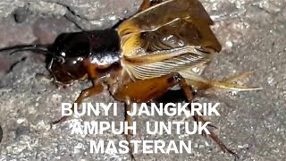 Download lagu BUNYI JANGKRIK DENGAN JEDA 15 DETIK AMPUH UNTUK MASTERAN FULL 4 JAM mp3 Download lagu BUNYI JANGKRIK DENGAN JEDA 15 DETIK AMPUH UNTUK MASTERAN FULL 4 JAM mp3