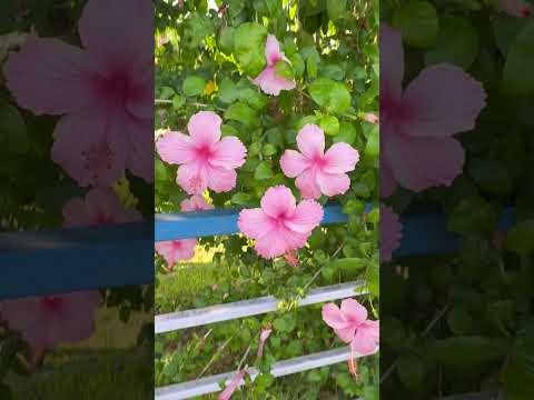 Beautiful flowers 🌺 #flowers #flowerlove #flowerlove #garden