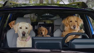 Subaru Tracking | Subaru Trailseeker EV Dog Tested 