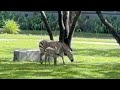 Disney World S New Baby Zebra Kidani Village Savana Animal Kingdom Lodge Walt DisneyWorld 7 21 24