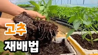 고추재배 몰아보기! 다수확 고추 재배