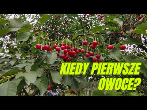 How many years after planting fruit trees and bushes can you expect the first fruits?