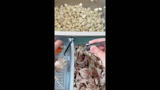 Peeling garlic helps relieve stress