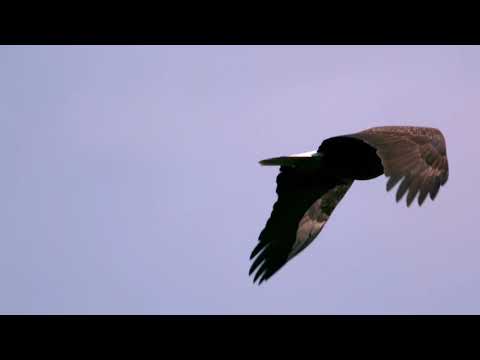Eagle’s Flight(Chant Version)|| By Theophilus Sunday